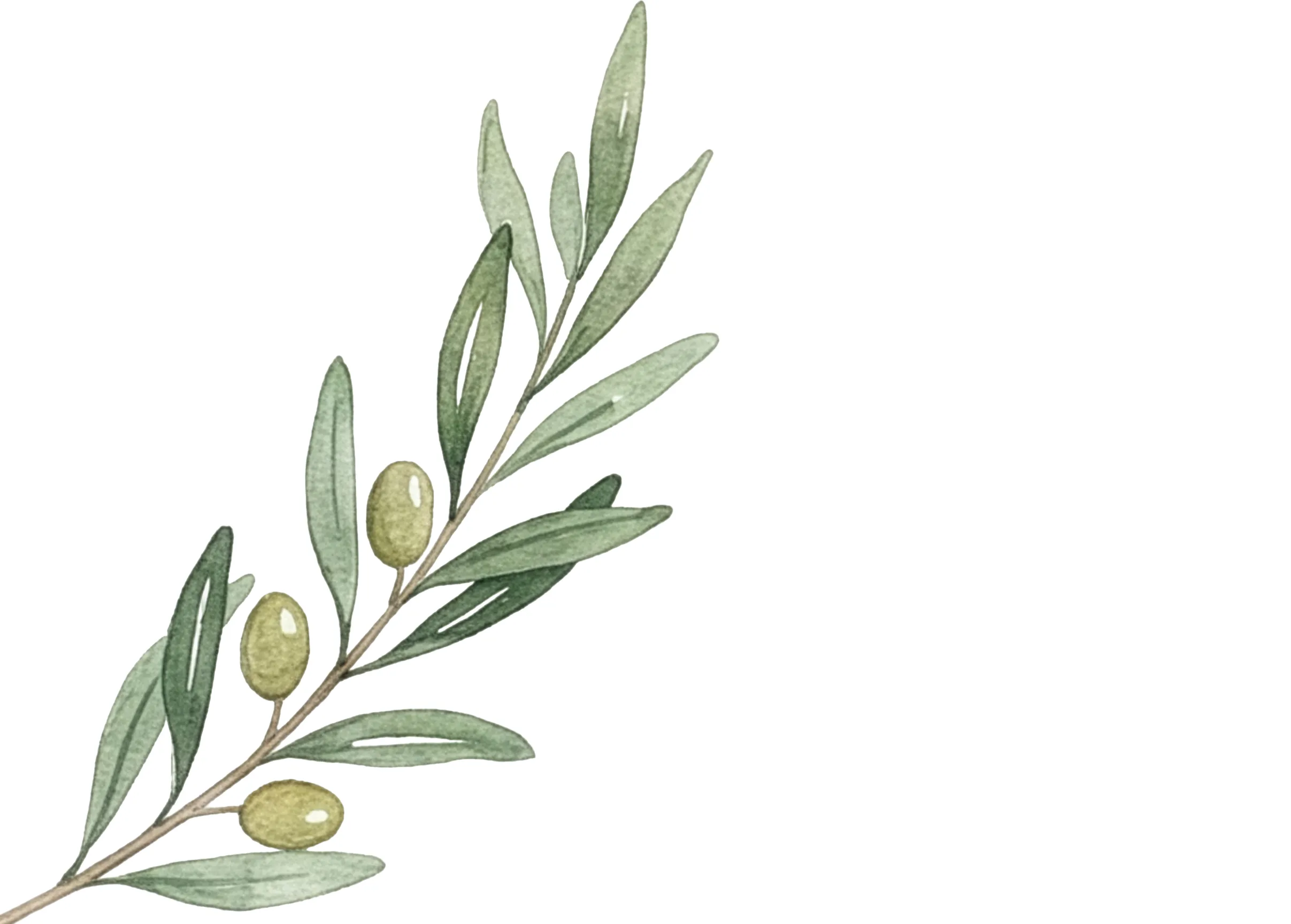 Fondo decorativo de la carta